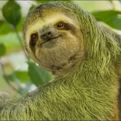 a sloth, animal sloth, three-toed sloth, sloth meme rest, thin-necked sloth