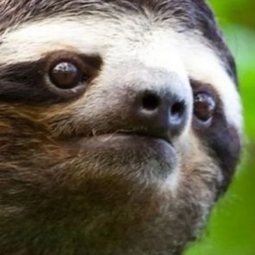 a sloth, screenshot, little sloth, a sloth animal, a sloth smiles