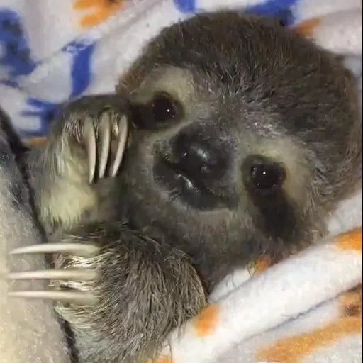 sloth, ленивец, ленивец милый, детеныш ленивца, ленивец её детеныш