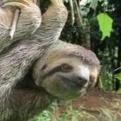 a sloth, lovely sloth, sloth white, animal sloth, three-toed sloth