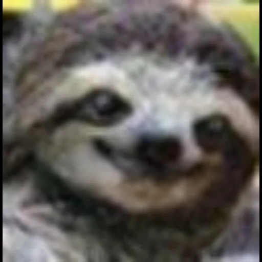 a sloth, sloth meme, little sloth, sloth face, animal sloth