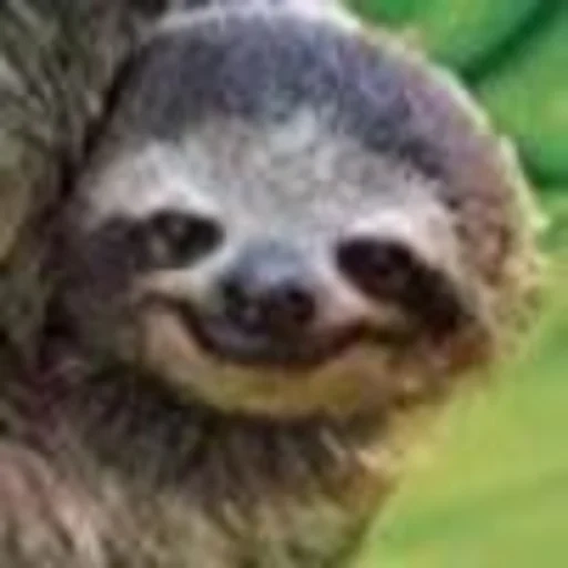 a sloth, little sloth, sloths smoke, kamenskih nasja, animal sloth