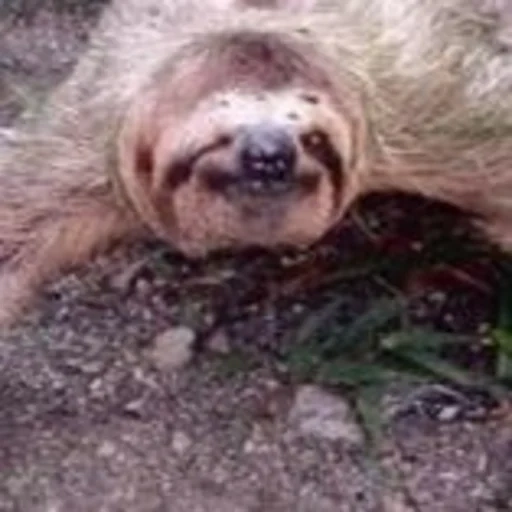 a sloth, animals are cute, a lazy man working, animal sloth