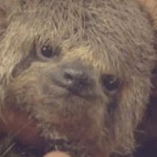 sloth, a sloth, a lovely animal, chewbacca a sloth, animal sloth