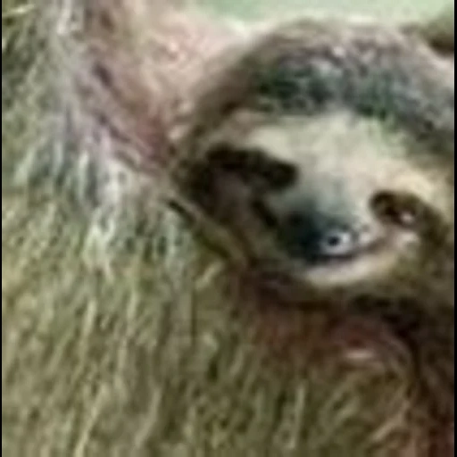 a sloth, sloths smoke, animal sloth, little sloth, three-toed sloth