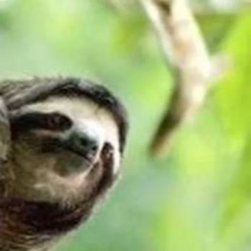 camera, a sloth, camera, little sloth, a sloth smiles