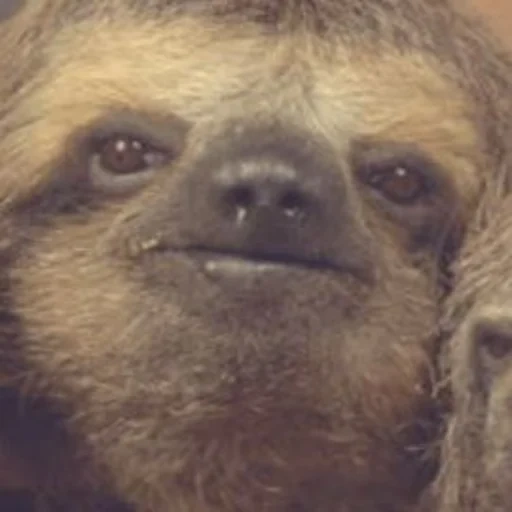 people, male, a sloth, evil sloth, three-toed sloth