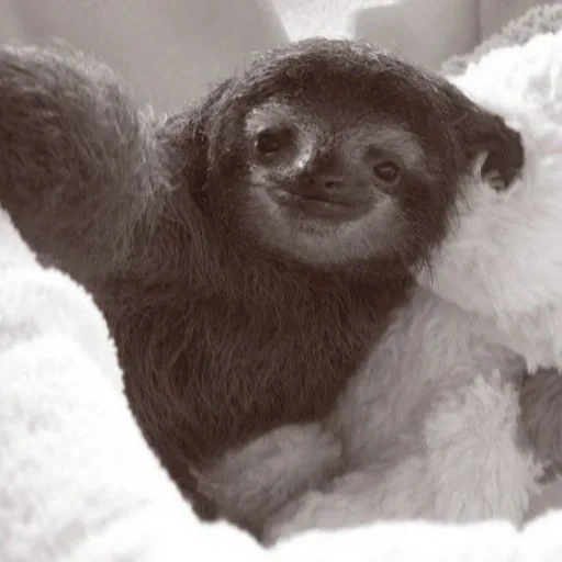 a sloth, little sloth, little sloth, little sloth, the cutest animal