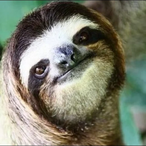sloth, a sloth, sloth meme, little sloth, amazon sloth