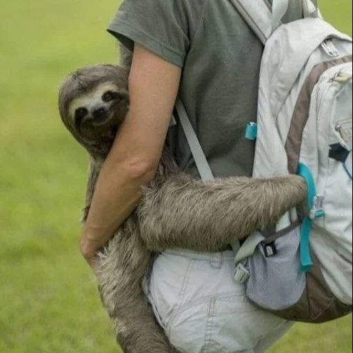 a sloth, a lazy hand, little sloth, a sloth animal, a sloth hug