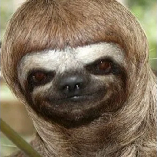 sloth, confine, outface, animal sloth, i cut the sloth's hair