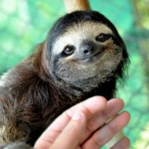 a sloth, animal sloth, three-toed sloth, a sloth smiles, dwarf sloth