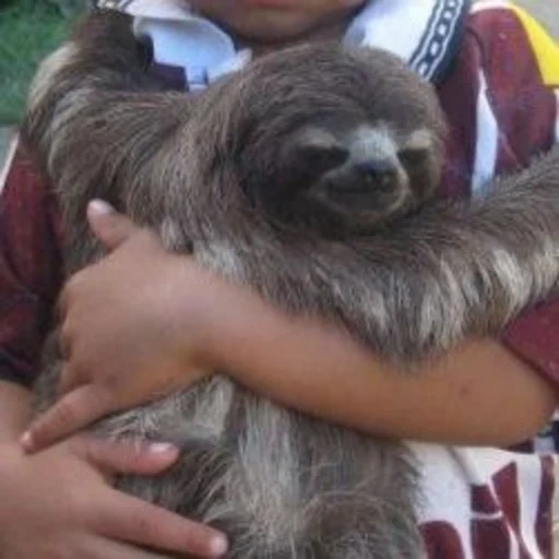 a sloth, a lazy hand, a sloth, a sloth animal, animals are ridiculous