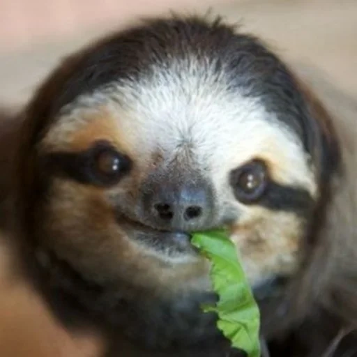 a sloth, little sloth, the smile of a sloth, a sloth animal, three-toed sloth