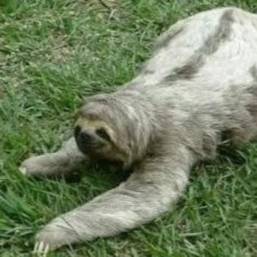 a sloth, the sloth lies, a sleepy sloth, big sloth, animal sloth