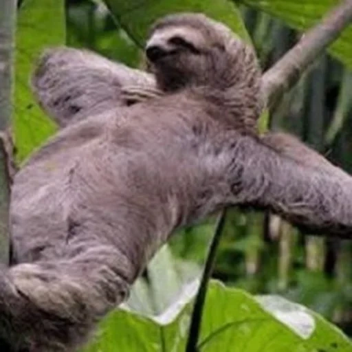 sloth, ленивец, ленивец олег, животное ленивец, трехпалый ленивец