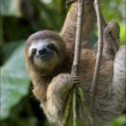 a sloth, little sloth, animal sloth, three-toed sloth, collar sloth