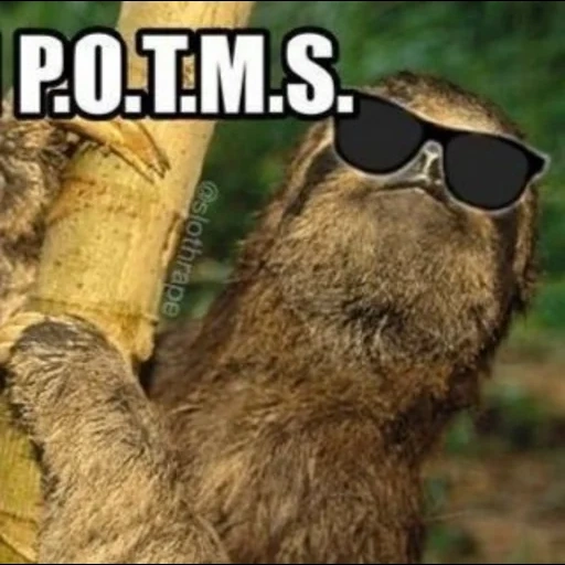 a sloth, meme sloth, animals are cute, a sloth, a sloth animal