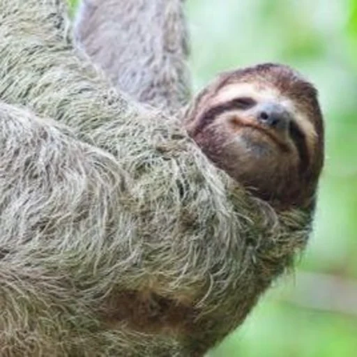 sloth, ленивец, трехпалый ленивец, семейство ленивцев, бурогорлый ленивец