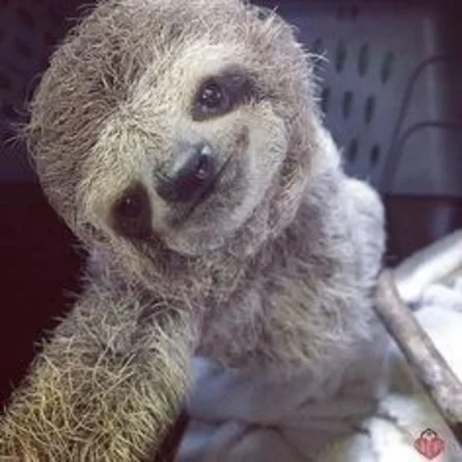 a sloth, little sloth, milota sloth, little sloth, a sloth animal