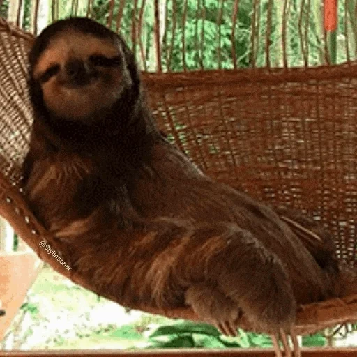 sloth, moana, katakan cheese, framework, tempat tidur gantung sloth