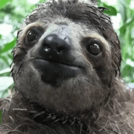sloth, unknown, lazice gifka, ladvets funny, costa rick lenovtsy