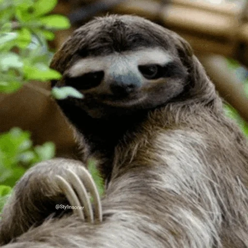 sloth, si pemalas, si kungkang kecil, si pemalas binatang, three-toe sloth