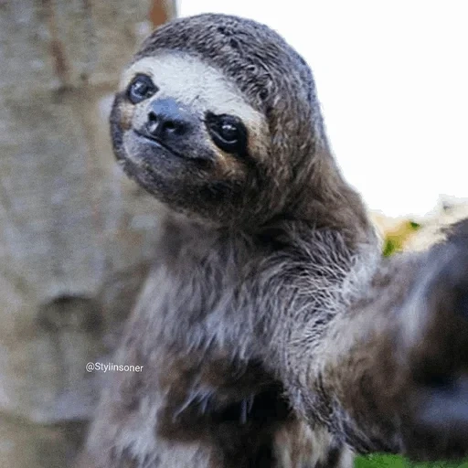 sloth, perezoso, animal perezoso, tres dedos perezosos, perezoso australiano
