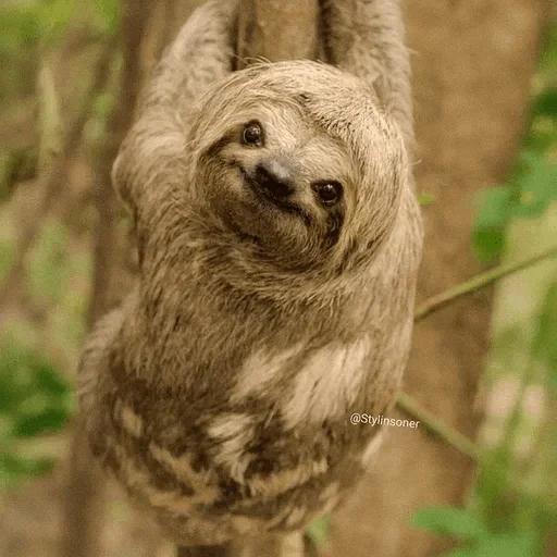 sloth, dear lazy, three fingered lazy, the sliver is small, dwarf three fingered lazy