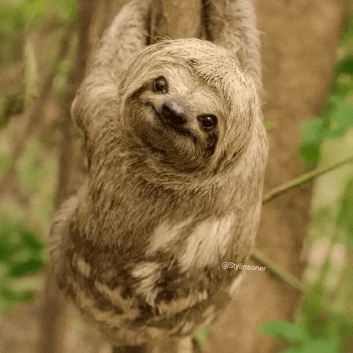 bicho-preguiça, caro preguiçoso, três preguiçosos com preguiça, a lasca é pequena, dwarf com três preguiçosos preguiçosos