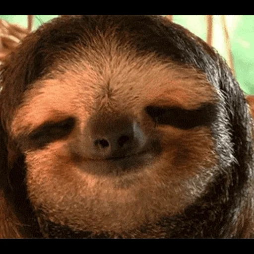 sloth, si pemalas, si pemalas, gif sloth, si kungkang kecil