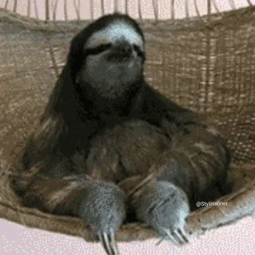 sloth, si pemalas, gif sloth, binatang pemalas