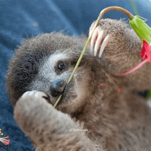 bicho-preguiça, o filhote de preguiçoso, rapazes engraçados, animal lazice, pouco preguiçoso