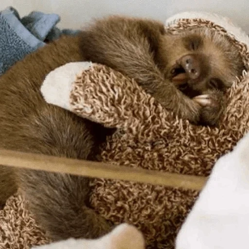sloth, sweet sliver, lazice animal, little lazy, a little lady hugs