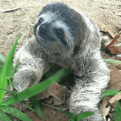 bicho-preguiça, o filhote de preguiçoso, animal lazice, pouco preguiçoso, três preguiçosos com preguiça