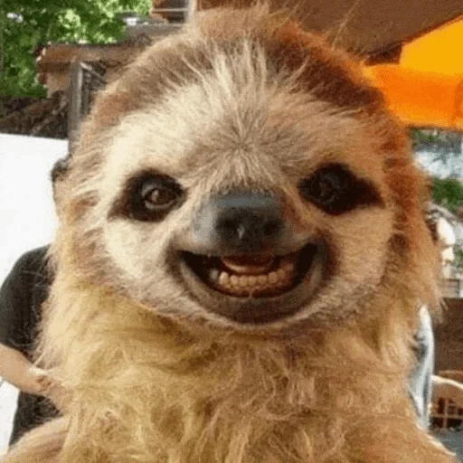 sloth, dear lazy, the animals are cute, the slow smiles, smiling animals