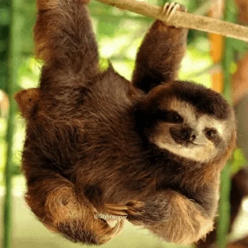 bicho-preguiça, lenivtsevs, doce lasca, o filhote de preguiçoso, o animal é preguiçoso