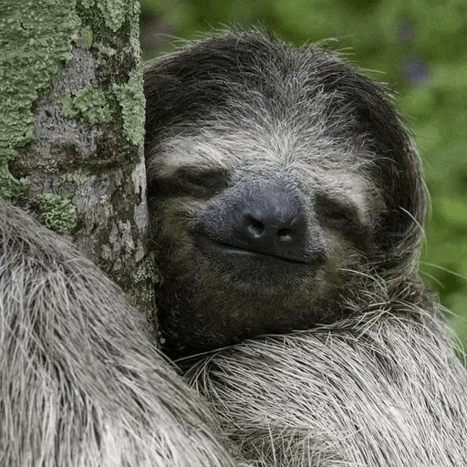 sloth, si pemalas, tidak diketahui, sloth versus tree, si pemalas binatang