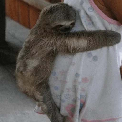 bicho-preguiça, o animal é preguiçoso, três preguiçosos com preguiça, lantedido seu filhote, cuide de uma pessoa