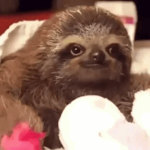 sloth, paresseux, joli paresseux, gif paresseux, paresseux à trois doigts