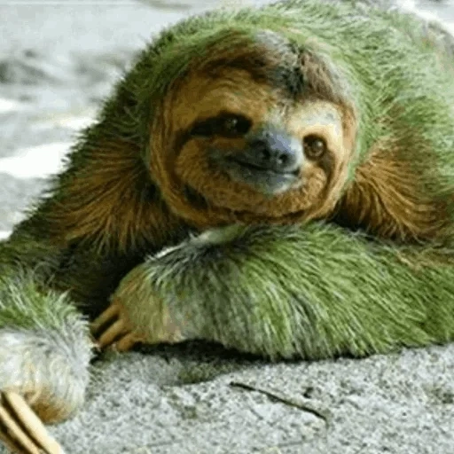 si pemalas, si kungkang kecil, si pemalas binatang, sipemalas 6 meter, three-toe sloth
