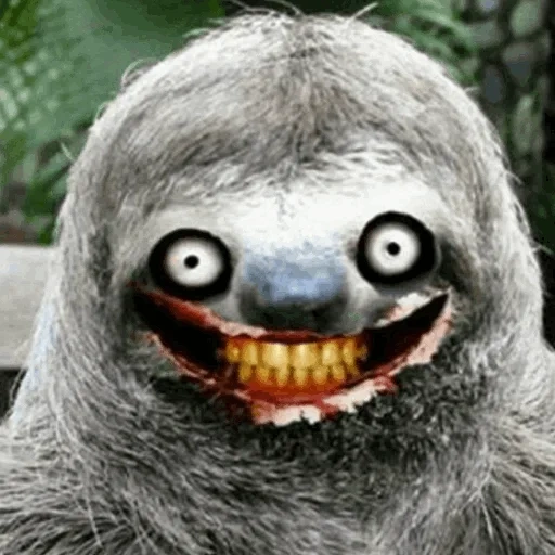 meme kungkang, kemalasan tidak kuat, si pemalas binatang, smile sloth