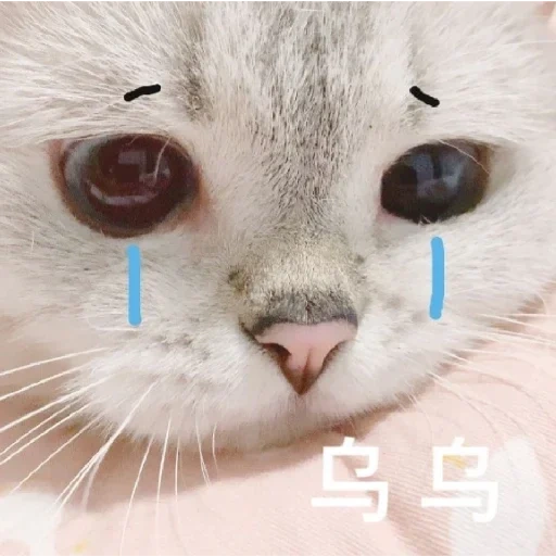 cat, cats, the cat is crying, cute cats, the animals are cute