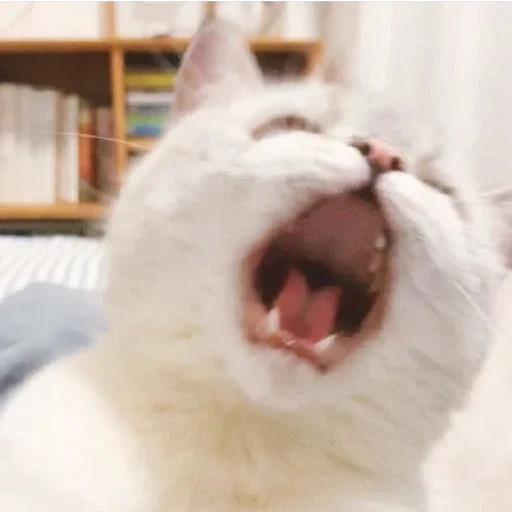 cat, kote, cat, the cat screams, the cat yawns