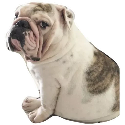 bulldog, inglés bulldog, bulldog británico, bulldog inglés blanco, bulldog bulldog francés