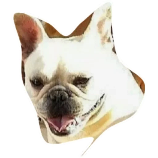 bulldog, bulldog, 3d dog sticker, french bulldog, white french bulldog