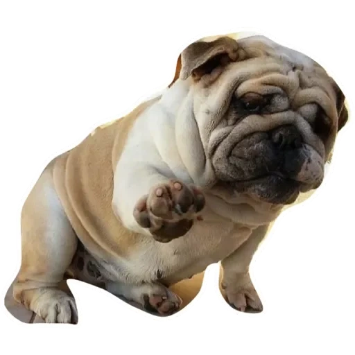 la razza di pugs, dog bulldog, pug bullo, bulldog inglese, bulldog inglese