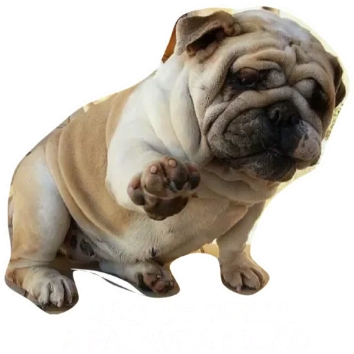 bulldog, dog bulldog, carlin de corrida, english bulldog, bulldog anglais