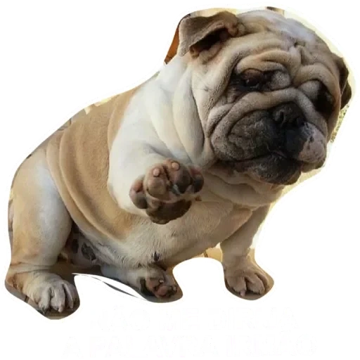 bulldog, dog bulldog, bullfighting pug, english bulldog, english bulldog