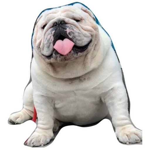 buldogue, bulldog inglês, bulldog inglês, bulldog inglês jacques, bulldog inglês engraçado